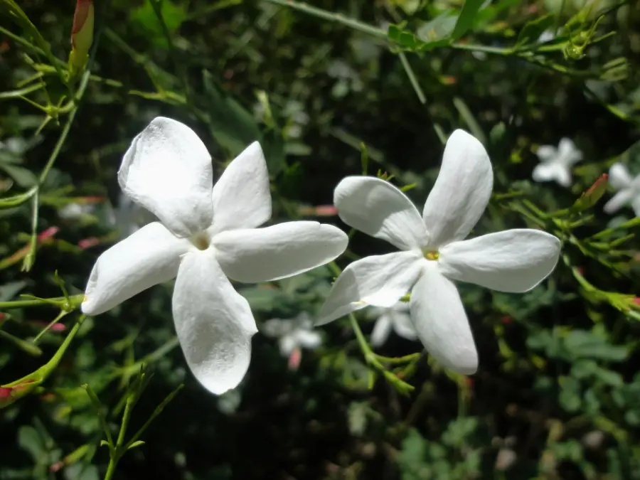 Star-shaped white Jasminum grandiflorum flowers, the jasmine used for chameli attar
