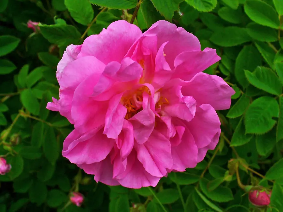 Deep pink Rosa damascena in full bloom, the rose distilled for gulab attar