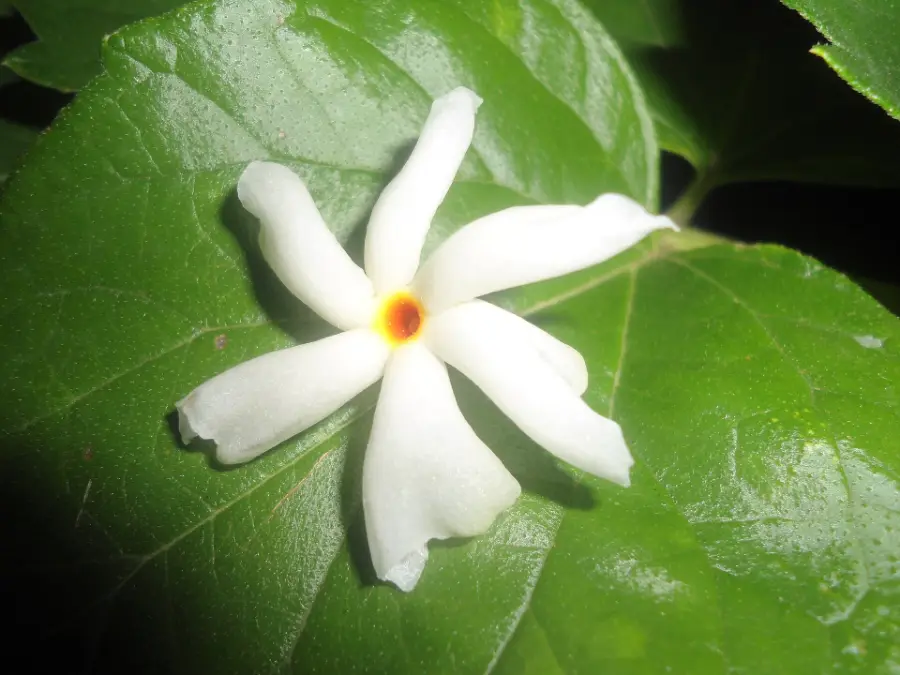 A white harsingar flower with its orange tube, the parijat blossom distilled into harsingar attar
