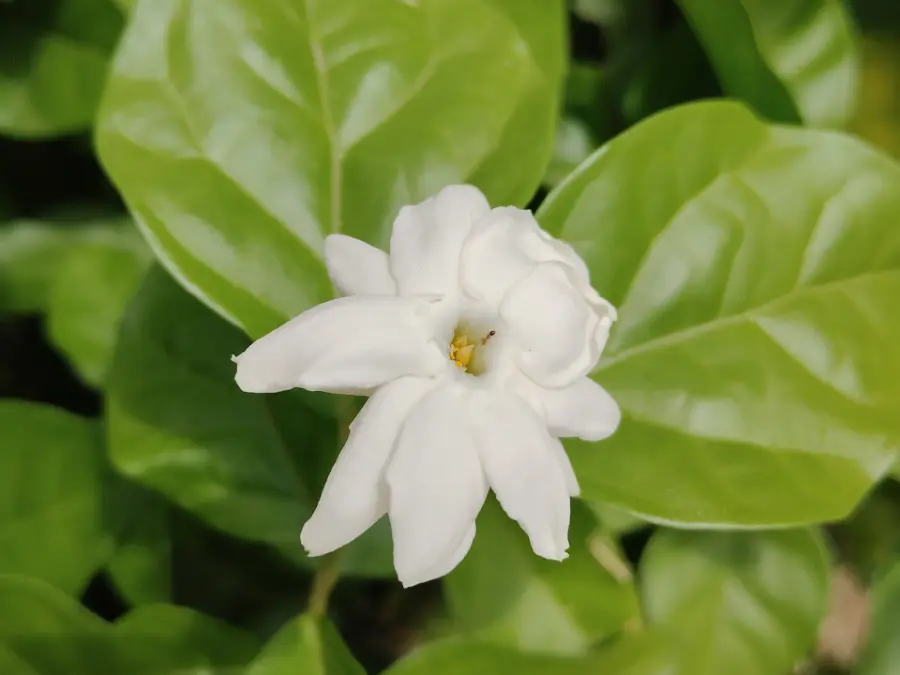 A single white Jasminum sambac bloom, the jasmine used for mogra attar