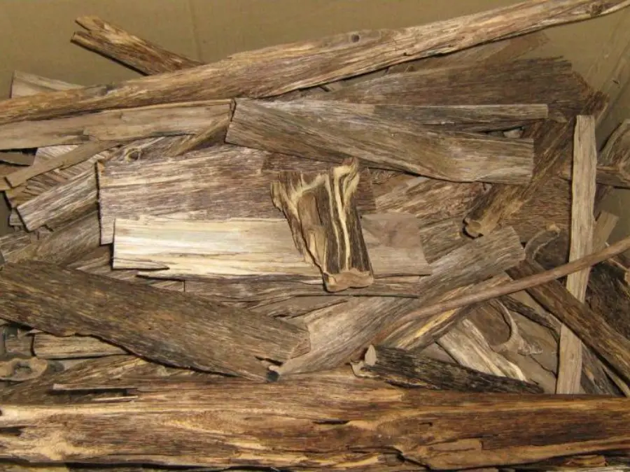 Dark resinous agarwood chips, the infected heartwood that oud is distilled from