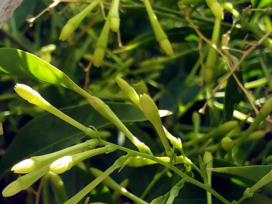 Slim green Cestrum nocturnum buds, the night-blooming flower behind rat rani attar
