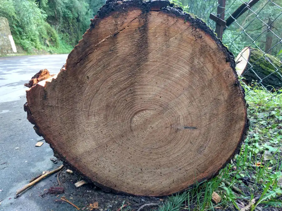A cut cross-section of cedar, the wood behind wood attar